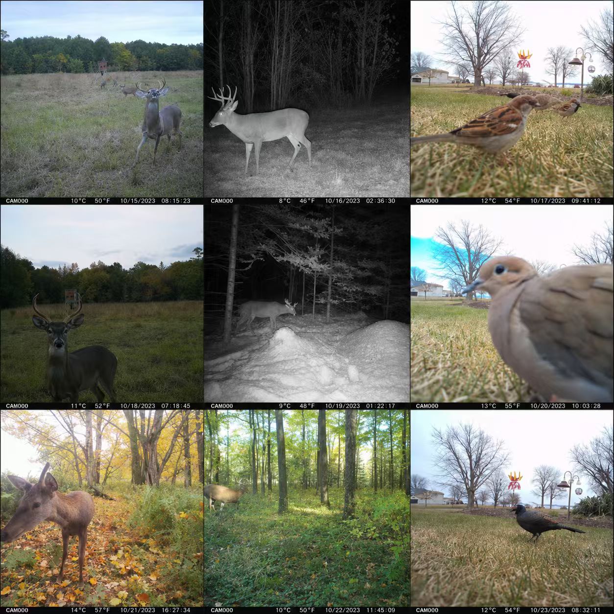 Cámara de Caza Celular 4G para - Outdoor Hunting Video Camera reseña y precio